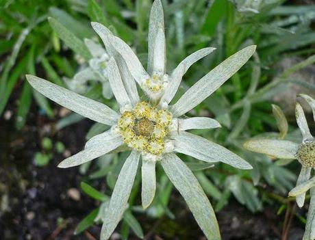 Extracto de Edelweiss Extracto de Edelweiss