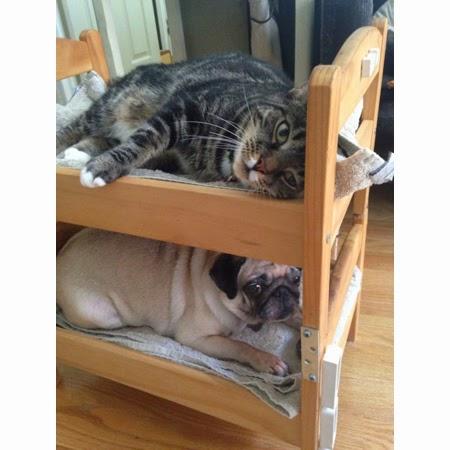 CURIOSIDADES MAKEOVER