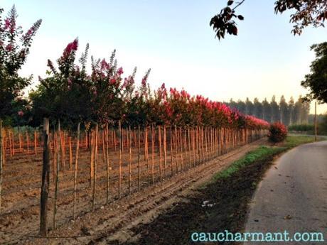 lugares encanto bordils runners pulmón europa mas carreras 1846 baix empordà