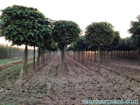 lugares encanto bordils runners pulmón europa mas carreras 1846 baix empordà