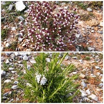 Titaguas y sus parajes naturales, senderismo por el Alto Turia valenciano