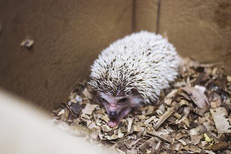 erizo mascota fashion blogger argentina