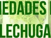 Propiedades maravillas lechuga