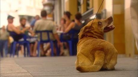 Contracondicionamiento estático en tu perro