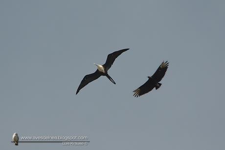 Ave fragata (Mangnificent Fregatebird) Fregata magnificens