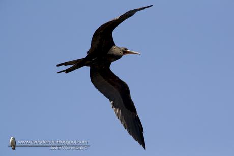 Ave fragata (Mangnificent Fregatebird) Fregata magnificens