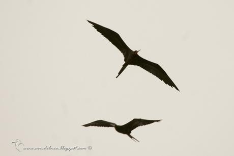 Ave fragata (Mangnificent Fregatebird) Fregata magnificens