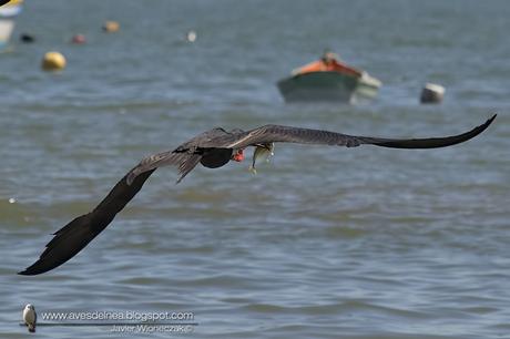 Ave fragata (Mangnificent Fregatebird) Fregata magnificens