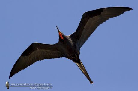 Ave fragata (Mangnificent Fregatebird) Fregata magnificens