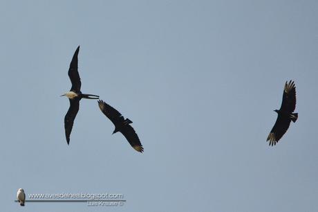 Ave fragata (Mangnificent Fregatebird) Fregata magnificens
