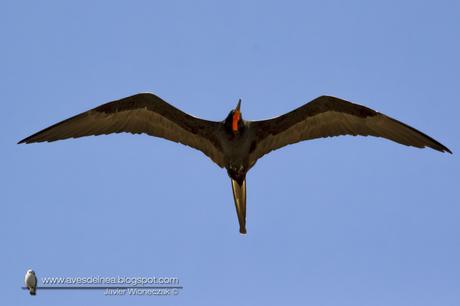 Ave fragata (Mangnificent Fregatebird) Fregata magnificens