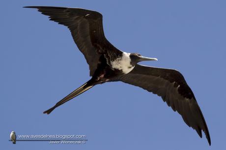 Ave fragata (Mangnificent Fregatebird) Fregata magnificens