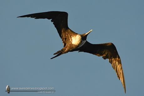 Ave fragata (Mangnificent Fregatebird) Fregata magnificens