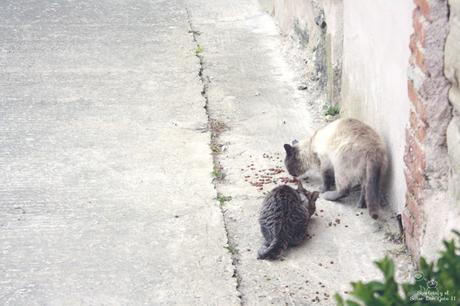 la vida contemplativa...