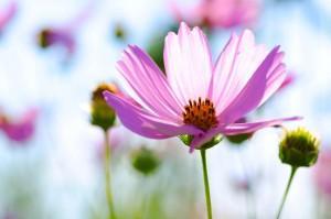 Cortinas de cristal Malaga