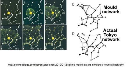 Reconstruyendo las infrastructuras humanas a través de los sistemas orgánicos emergentes: el moho del fango y las redes de carreteras y ferroviarias tokio-mould