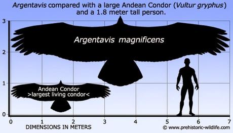 Argentavis magnificens, una de las mayores aves voladoras prehistóricas de la que se tiene conocimiento.