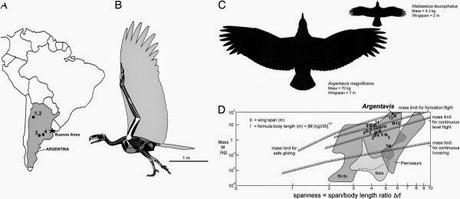Argentavis Magnificens, un verdadero coloso del aire.