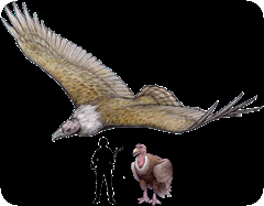 Argentavis Magnificens, un verdadero coloso del aire.