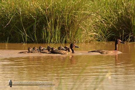 Sirirì pampa (White-faced Whistling-Duck) Dendrocygna viduata