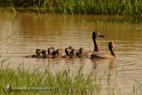 Sirirì pampa (White-faced Whistling-Duck) Dendrocygna viduata