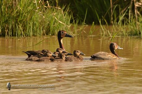 Sirirì pampa (White-faced Whistling-Duck) Dendrocygna viduata