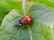 MARIQUITA, OPCIÓN BIOLÓGICA LUCHAR CONTRA PULGÓN PARTE)