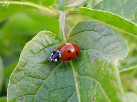 LA MARIQUITA, UNA OPCIÓN BIOLÓGICA DE LUCHAR CONTRA EL PULGÓN (3ª PARTE)