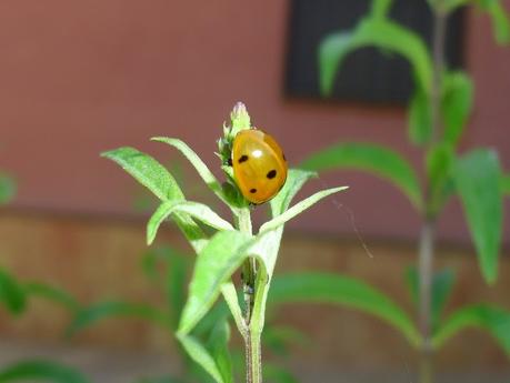 LA MARIQUITA, UNA OPCIÓN BIOLÓGICA DE LUCHAR CONTRA EL PULGÓN (3ª PARTE)
