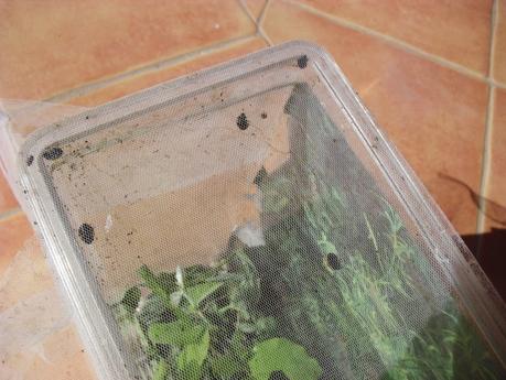 LA MARIQUITA, UNA OPCIÓN BIOLÓGICA DE LUCHAR CONTRA EL PULGÓN (3ª PARTE)