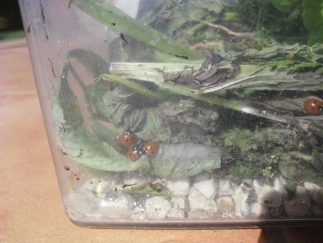 LA MARIQUITA, UNA OPCIÓN BIOLÓGICA DE LUCHAR CONTRA EL PULGÓN (3ª PARTE)