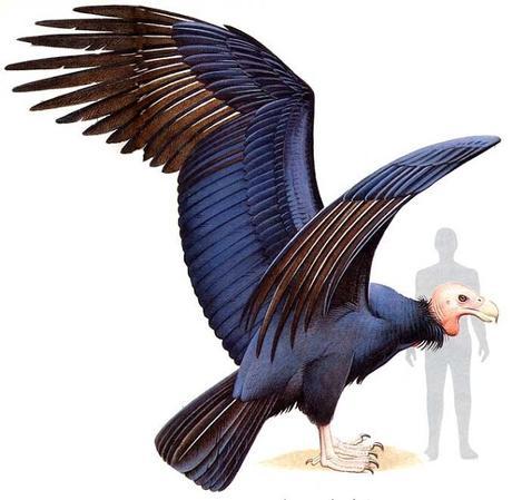 El ave voladora más grande que se haya conocido el Argentavis Magnificens, un verdadero coloso del aire de la prehistoria.