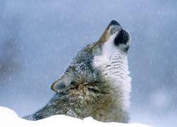 Zonas vírgenes en Alaska