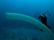 Pirosoma