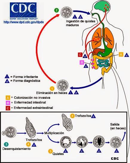 Elige bien a tu comensal... hoy con Entamoeba histolytica