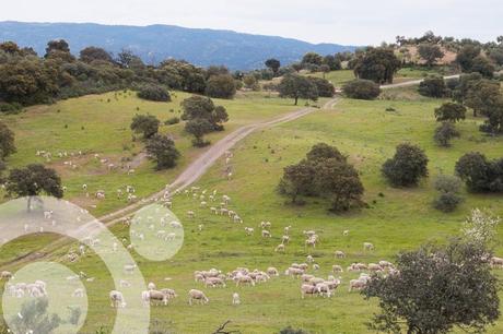 parque natural sierra de cardeña y montoro 4