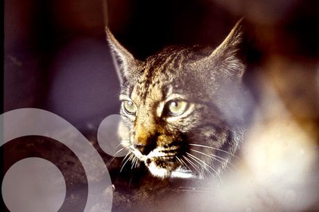 parque nacional de doñana 5