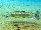Trucha Arco Iris cria cautividad