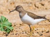 Birds spain-aves españa