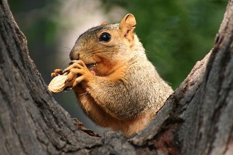 Ardilla comiendo cacahuete, frutos secos, cantidad recomendada
