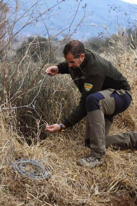 Agentes para la Protección de la Naturaleza - APNs detectan prácticas ilegales de caza en El Grado (Huesca)