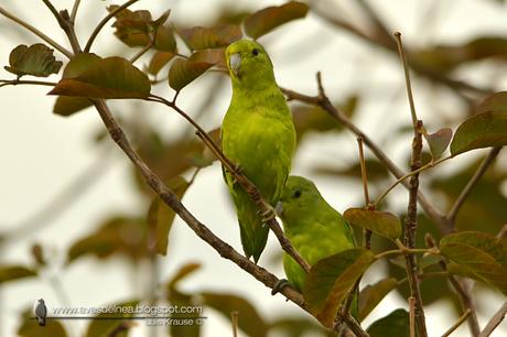 Catita enana (Blue-winged Parrotlet) Forpus xanthopterygius