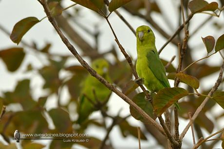 Catita enana (Blue-winged Parrotlet) Forpus xanthopterygius