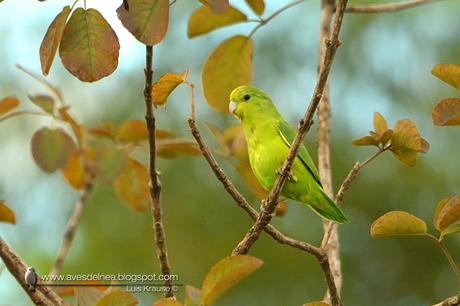 Catita enana (Blue-winged Parrotlet) Forpus xanthopterygius