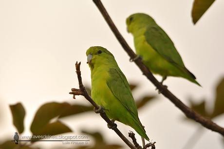 Catita enana (Blue-winged Parrotlet) Forpus xanthopterygius