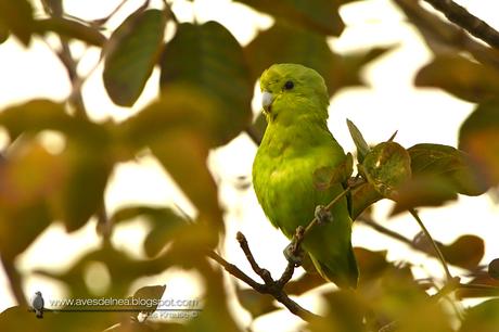 Catita enana (Blue-winged Parrotlet) Forpus xanthopterygius