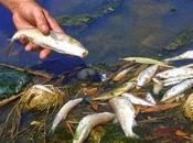 Tiran veneno aguas Lago Enriquillo para pescar.