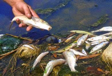 Tiran veneno en aguas Lago Enriquillo para pescar.