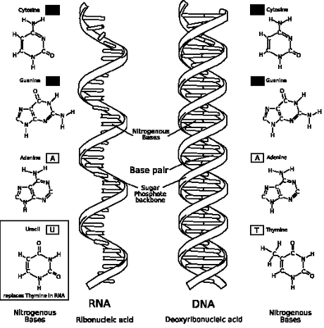 ARN (izquierda) vs ADN (derecha). Observad: una sola cadena vs dos cadenas enfrentadas. Fuente Wikipedia