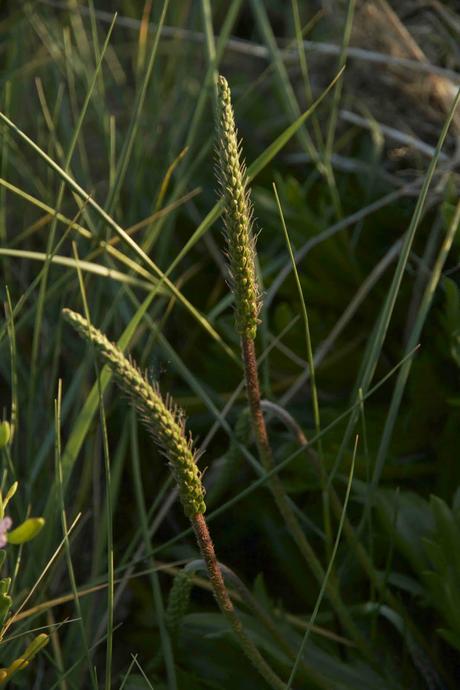 Consecuencias inocuas